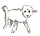 This sheep is already very sickly.